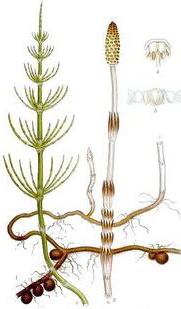 Хвощ (Equisetum arvense)