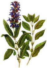 Салвия (Salvia officinalis)