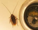 Cockroach at sink