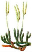 ( Lycopodium clavatum)